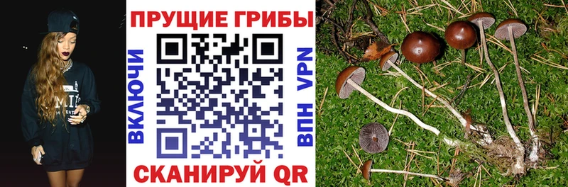 купить закладку  Котельнич  Галлюциногенные грибы ЛСД 